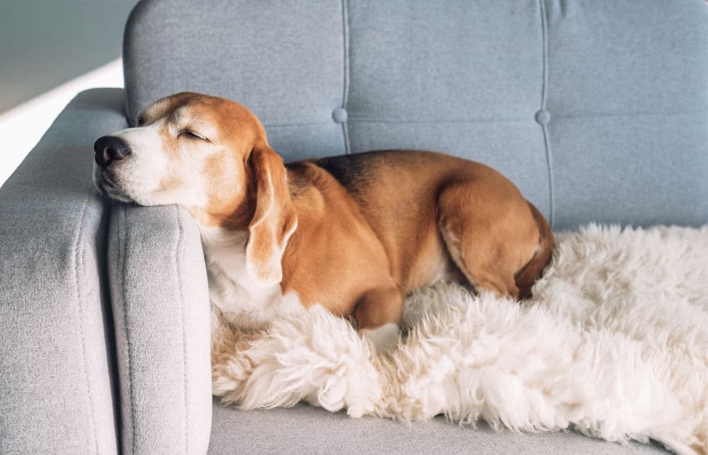 Dogs get special privileges like couch time in Aussie homes.  Photo: iStock