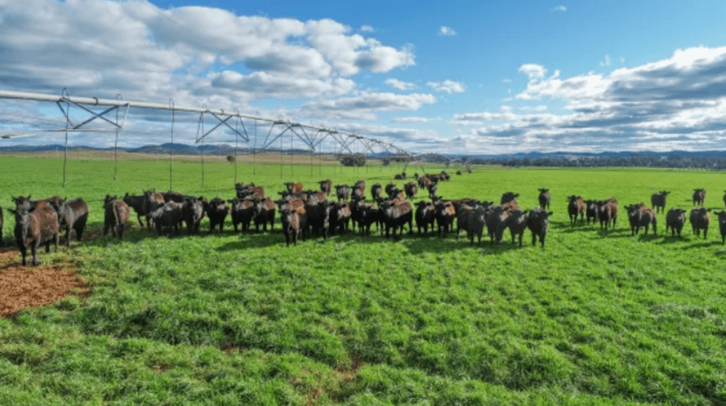 Cattle_esxetf
