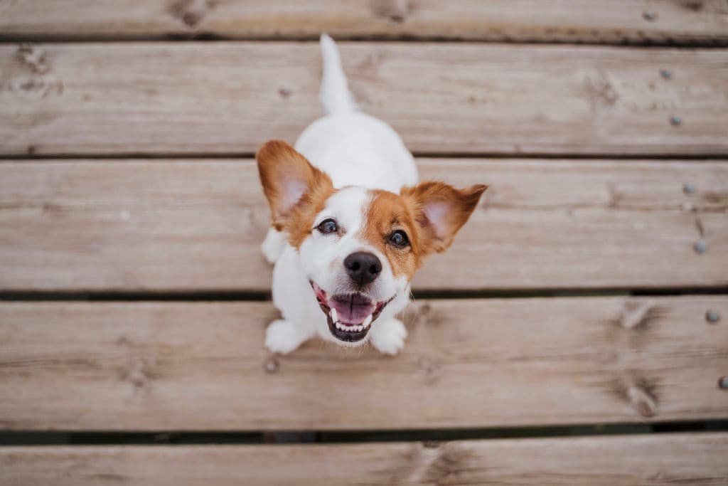 Many vet clinics now offer brand-new facilities with surgical theatres and advanced equipment to keep pets smiling. Photo: Eva Blanco (iStock)