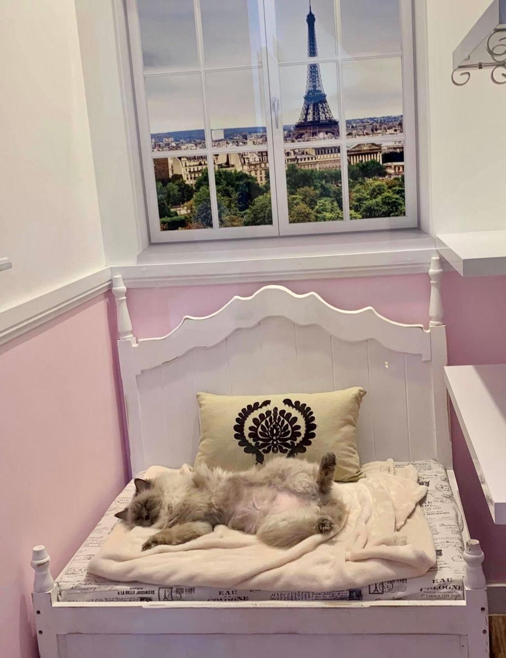 The_Vet_Lounge_-_cats_2_t5sxon