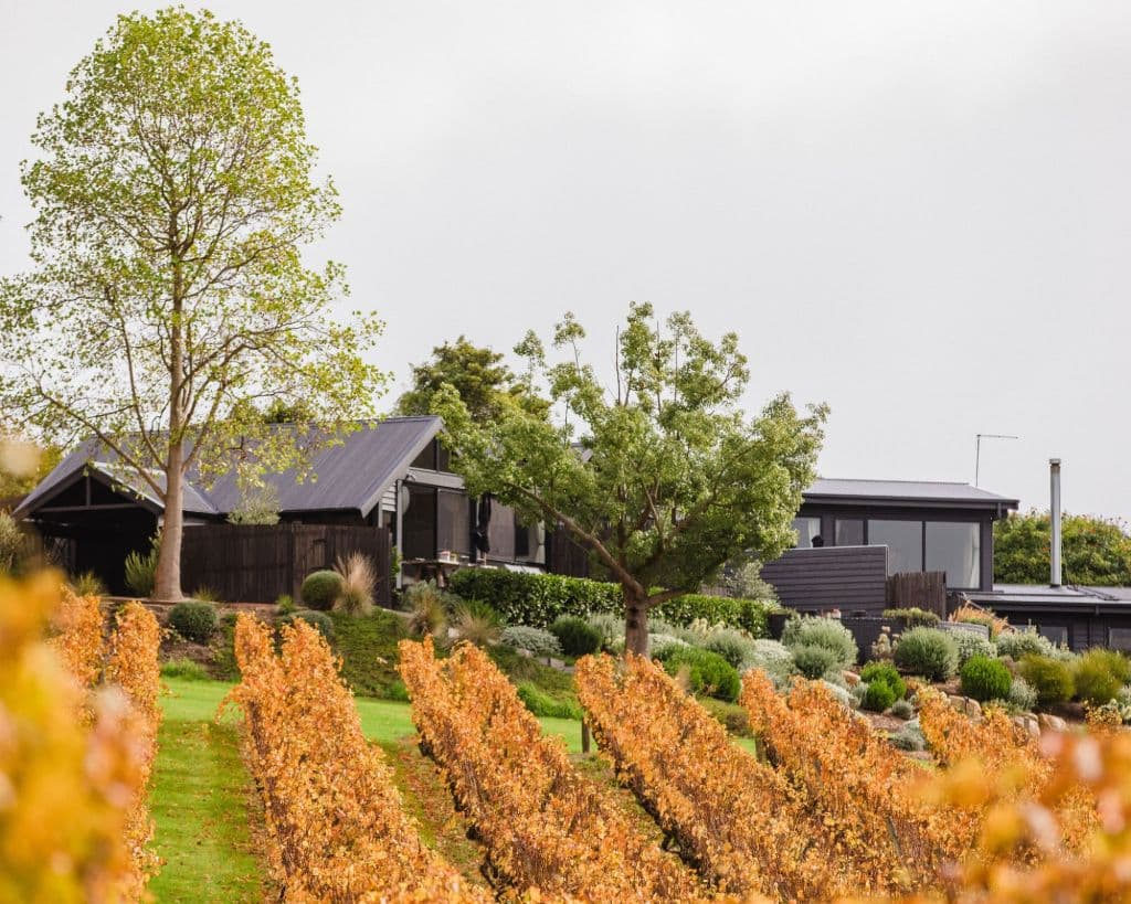 Beautiful orange coloured vines next to the accommodation.