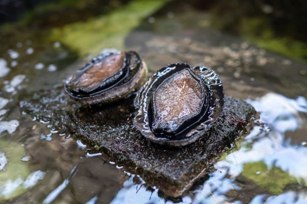 Abalone