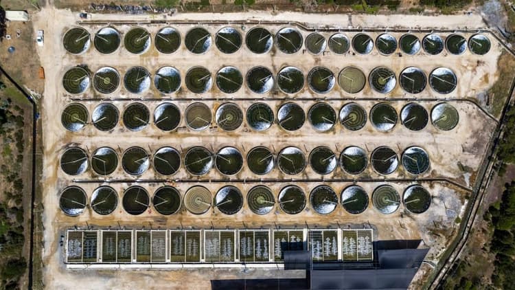 From hatchery to harvest: Turnkey abalone farm offers unique investment