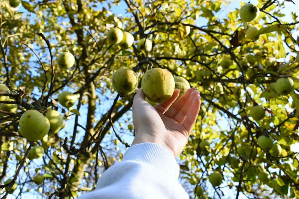 Fruit and nut picking