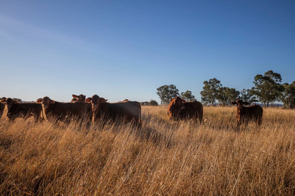 Some brown-coloured cattle in long yellow grass.