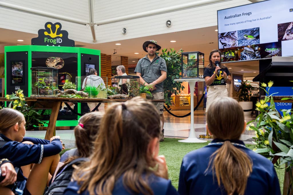 Stockland frogs