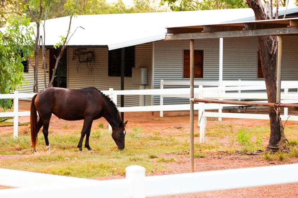 horsestuds