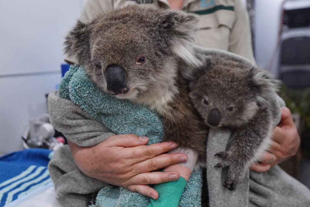 Mobile vets helped these bushfire injured koalas: mum Tippy, and 8-month-old Jellybean. Photo: Joe Armao