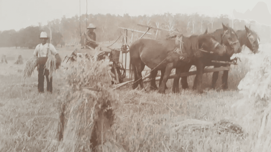 horses-harvest