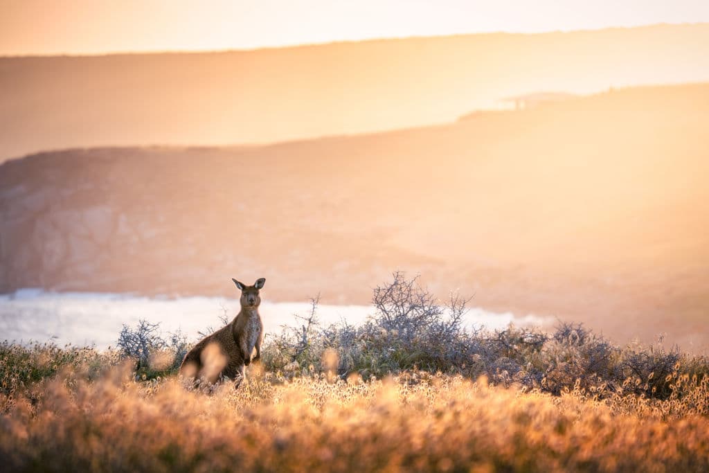 Domain Bushfires - Kangaroo Island
