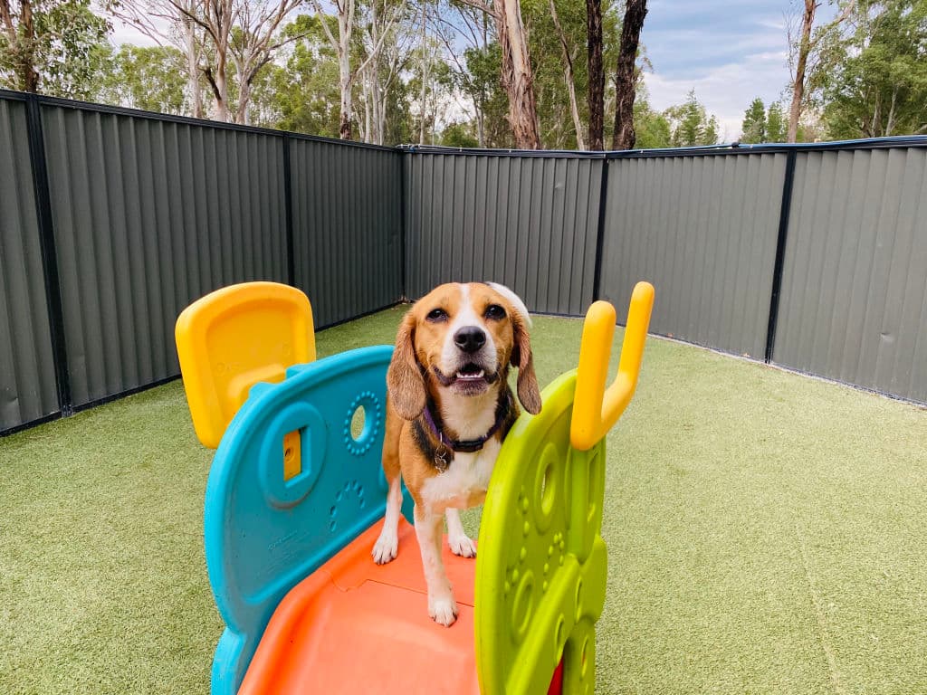 Sydney_Pet_Resort_-_having_fun_kh5sq4