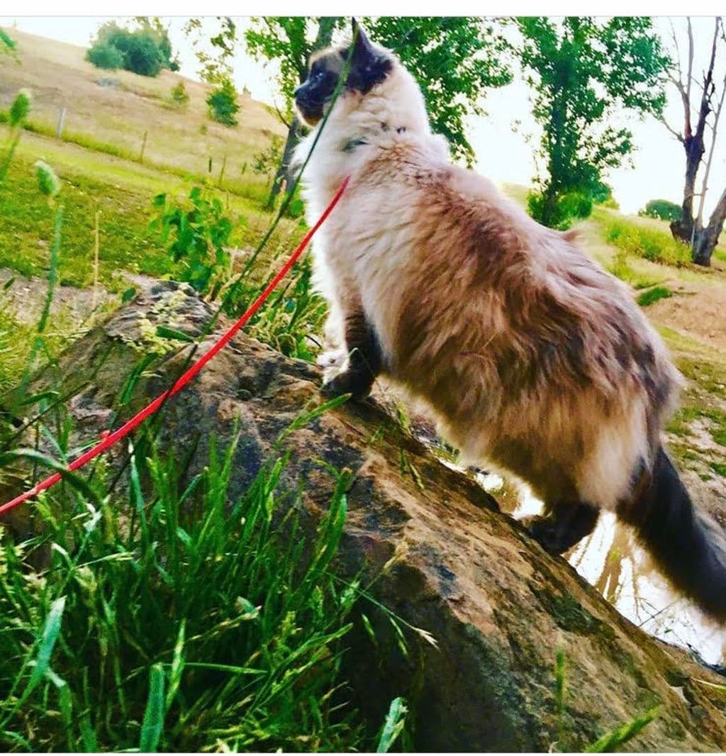 Hilltop_Kennels_Cattery_4_vwsm73