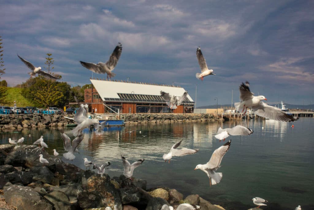 Eden_Port_Welcome_Centre_COX_Architecture._Photo_John-Gollings_muhgp1