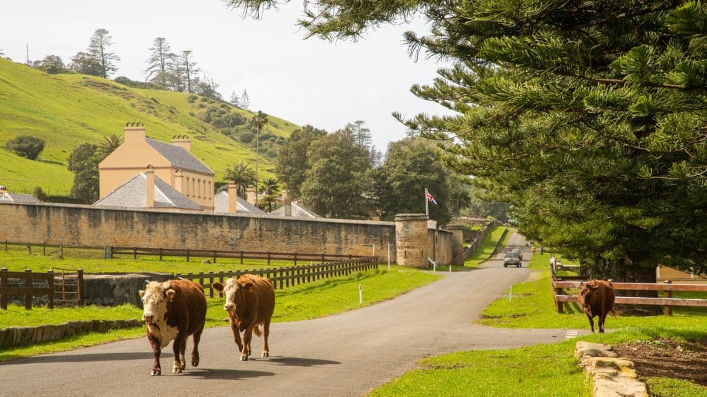 Norfolk_promotes_its_healthy_paddock-to-plate_dining_culture._Photo_Tourism_Norfolk_Island_uvdemz