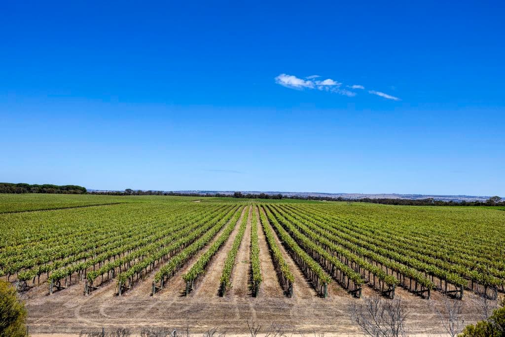 Lanhorne Creek Vineyards