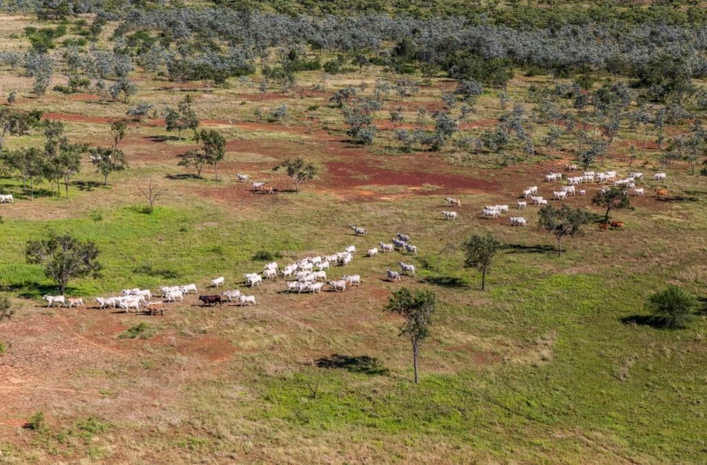 Neumayer Valley Station 2900 Talawanta Road Stokes QLD 4823