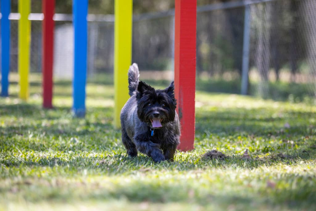 dog-park_tchtsl