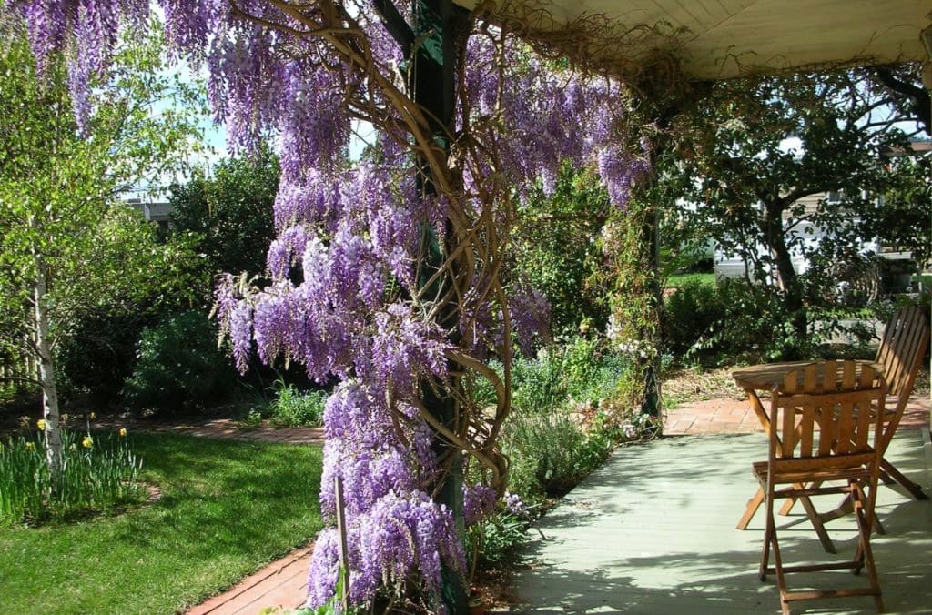Wisteria hangs around the front of the buiding.