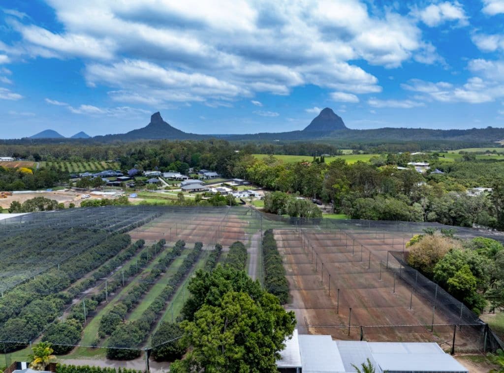 A view to the Glasshouse Mountains across the lush green lychee orchard.