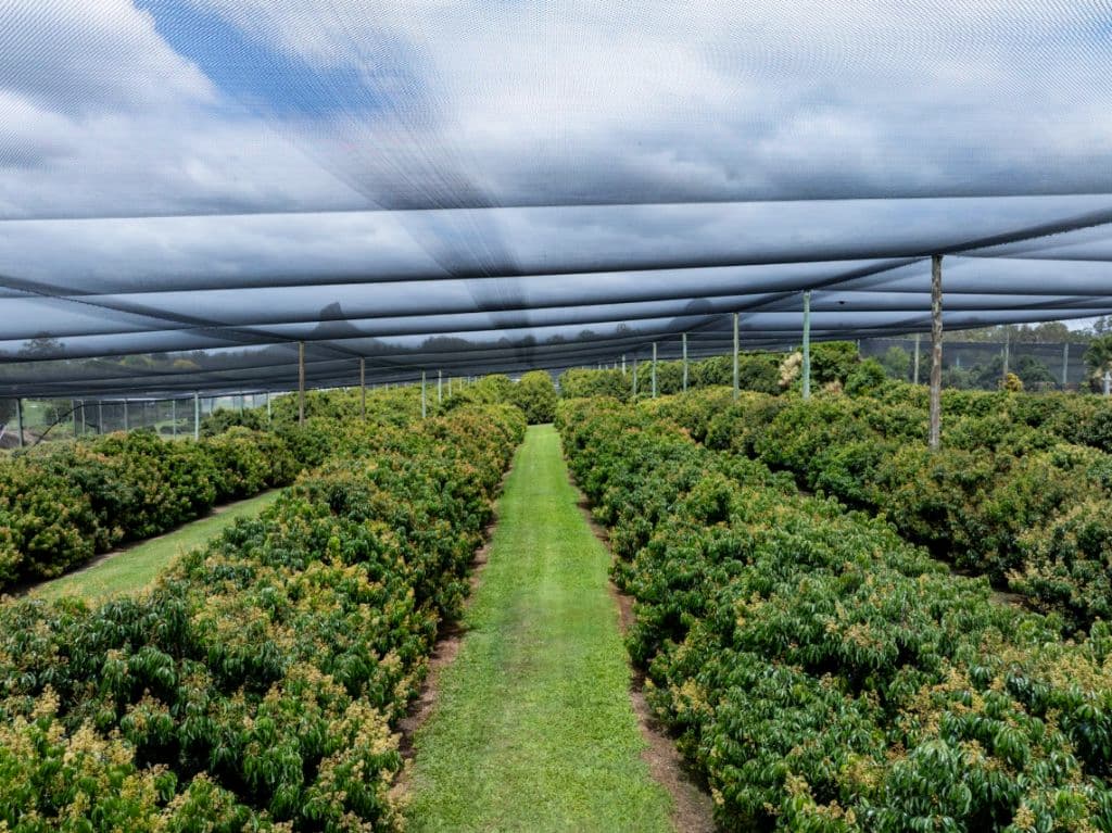 Close up of fruit grown on the site under the nets.