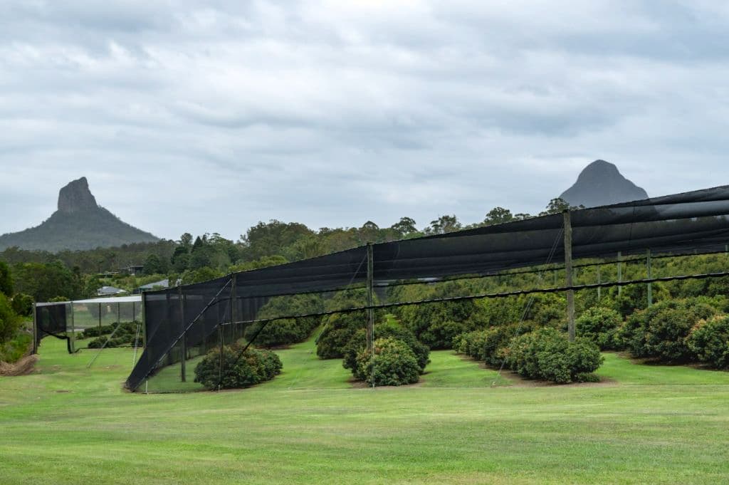 Black nets cover bushes on the farm.