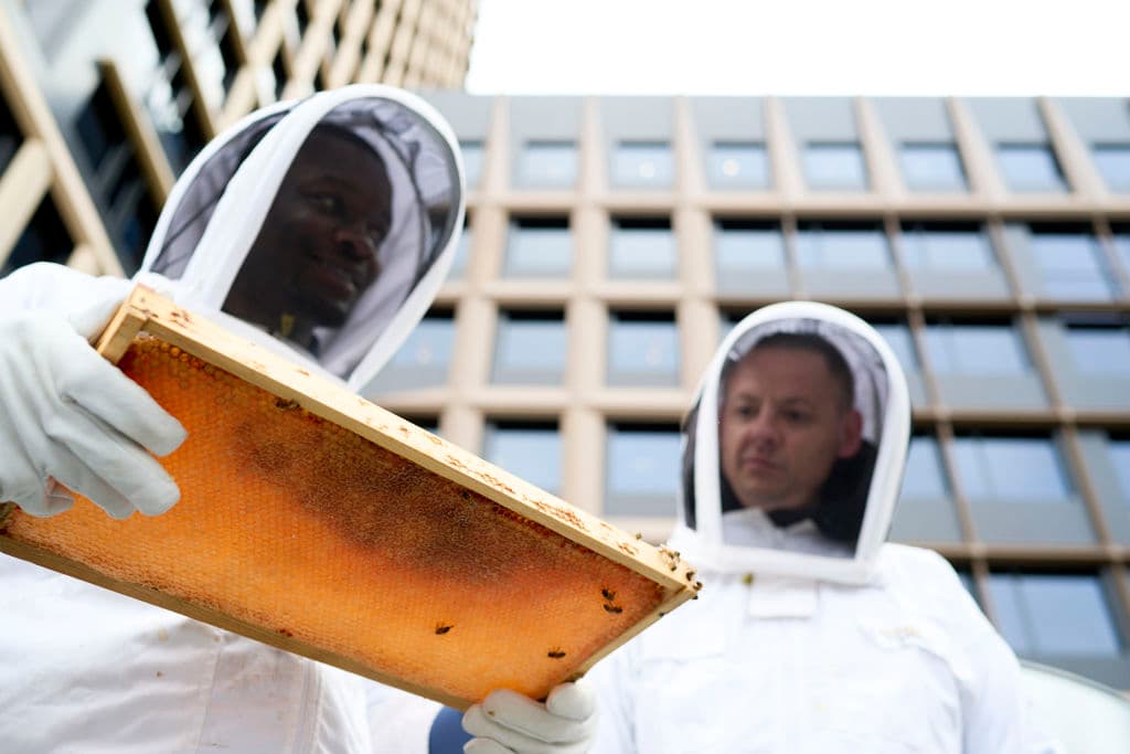 Rooftop Bees manages on-site hives in hotels, and at offices for a variety of other companies.