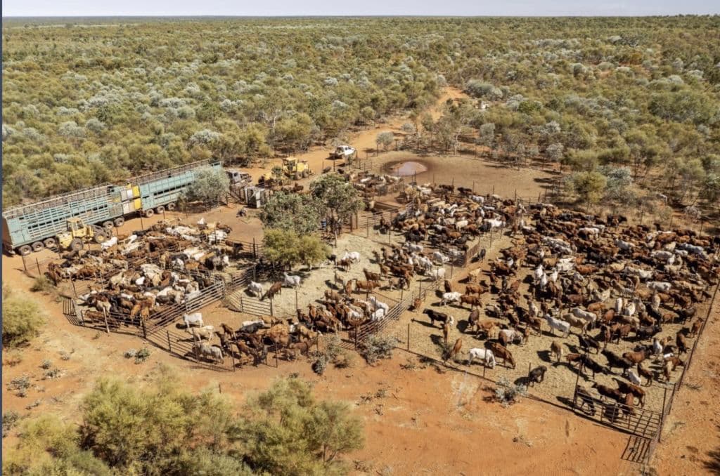 cattle station