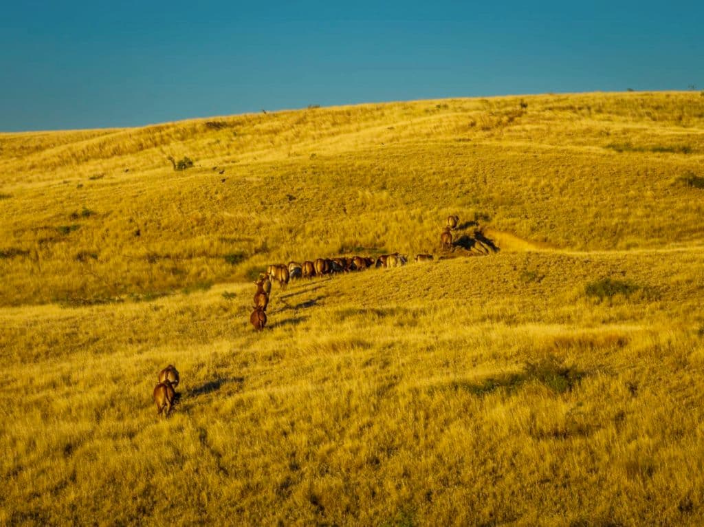 cows on grassland with a blue sky.