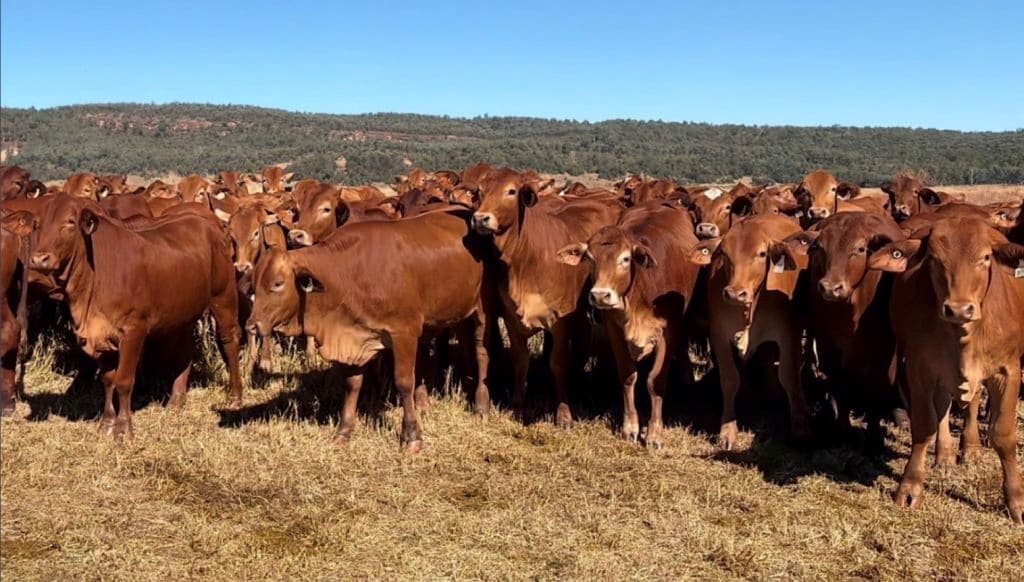 Brown cows on a paddock.