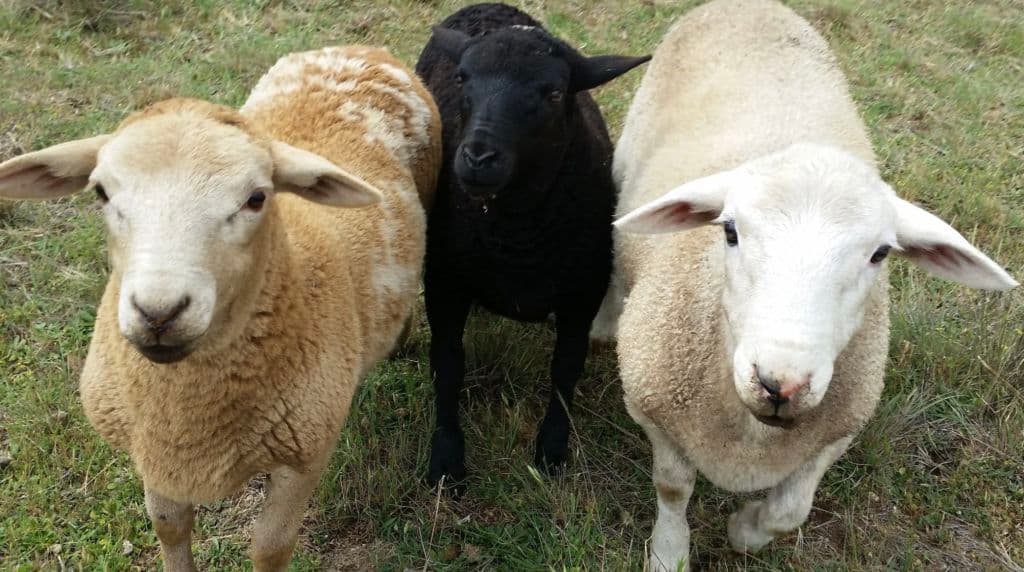 Sheep