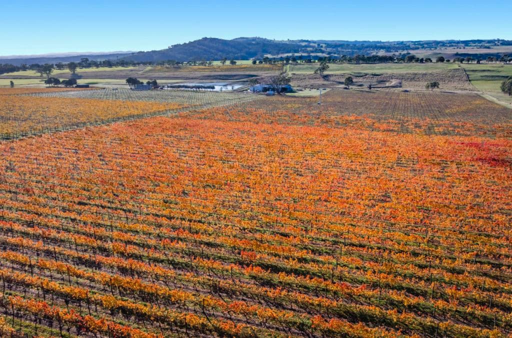 vineyard