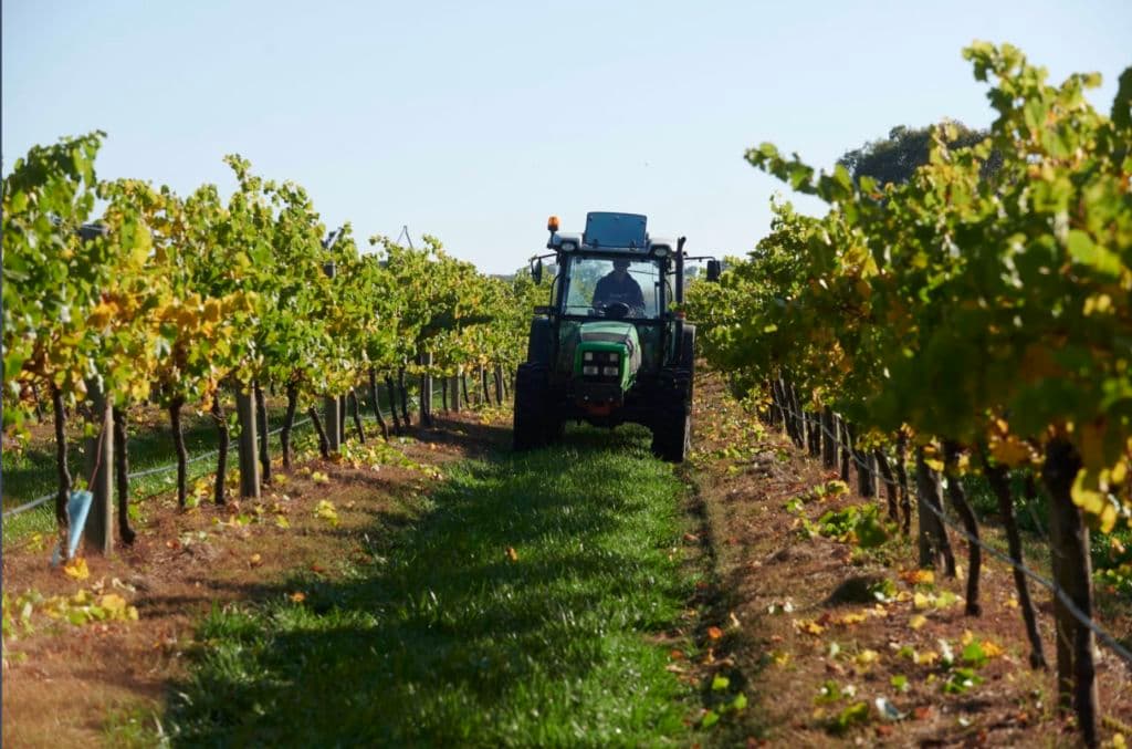 vineyard