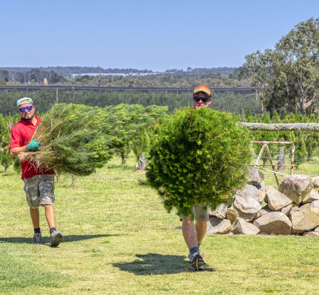 christmastreefarm