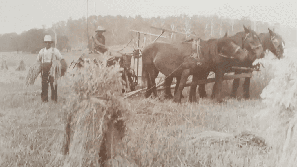 horses-harvest