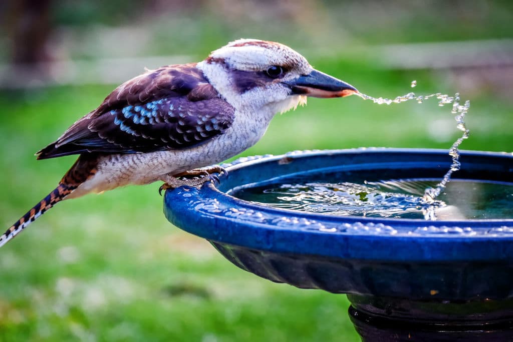 Vet clinics aren't just for household pets, they can care for native animals too. Photo: iStock