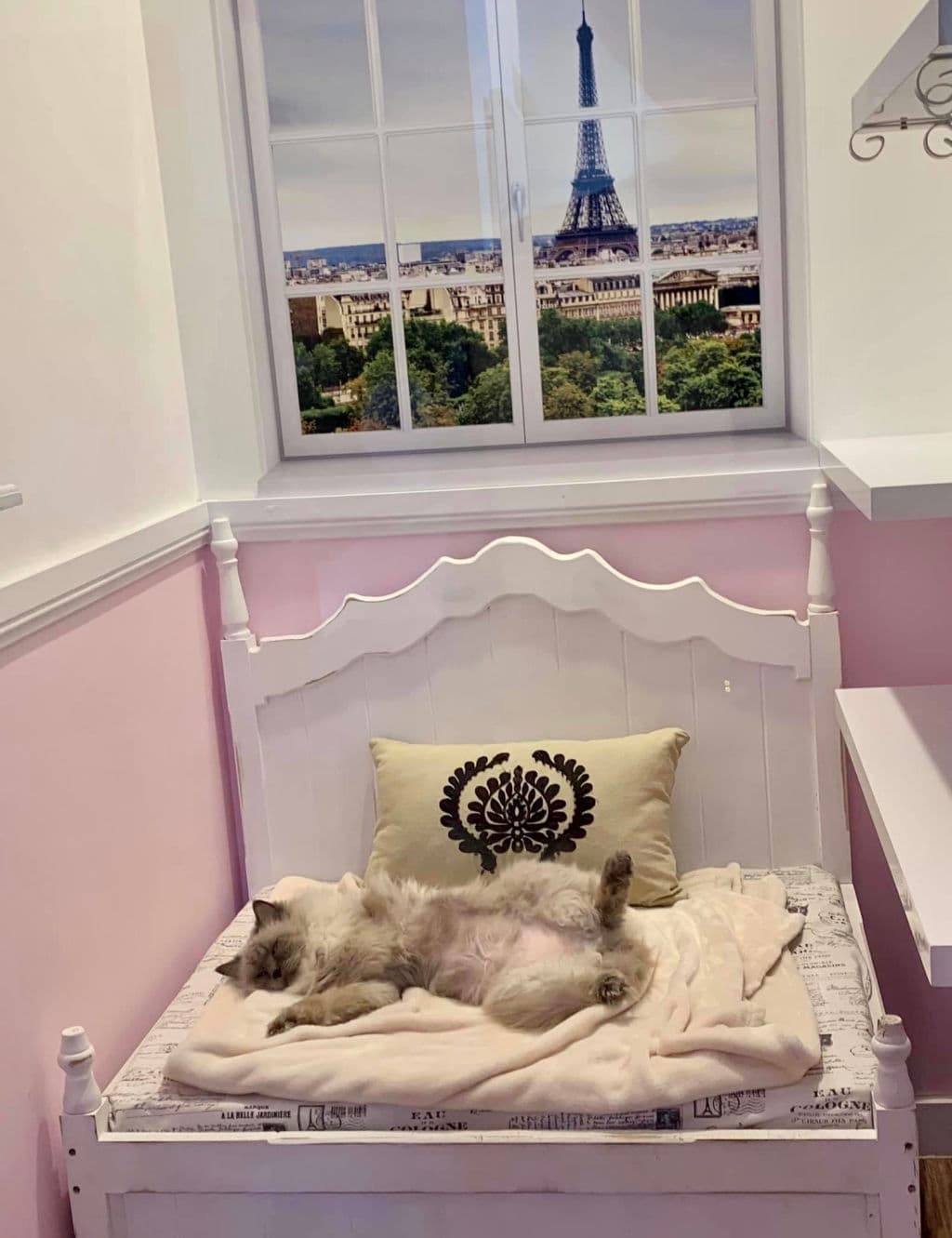 The_Vet_Lounge_-_cats_2_t5sxon