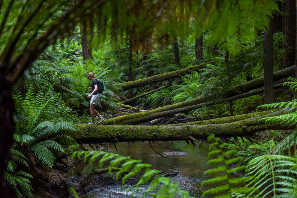 Rainforest