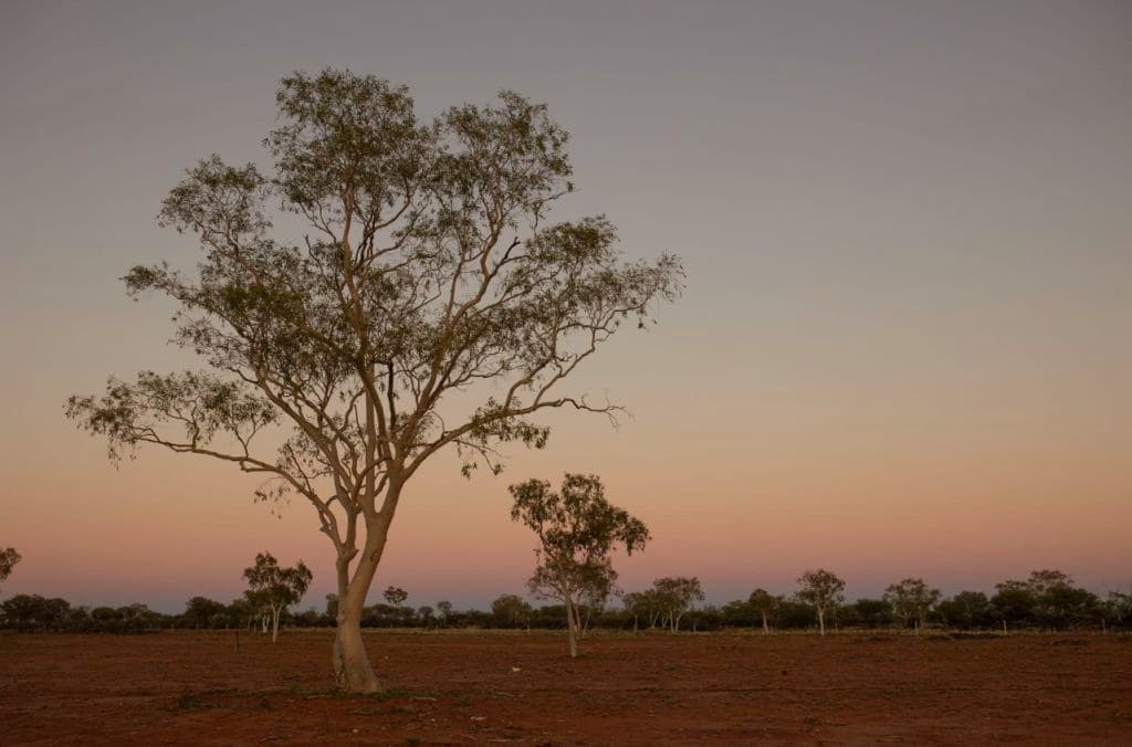 Gum trees at sunset on vast land.