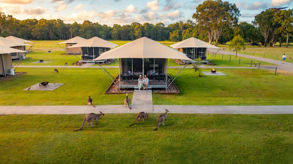 Resident grey kangaroos enjoy a bounce around the glamping tents in the afternoons.