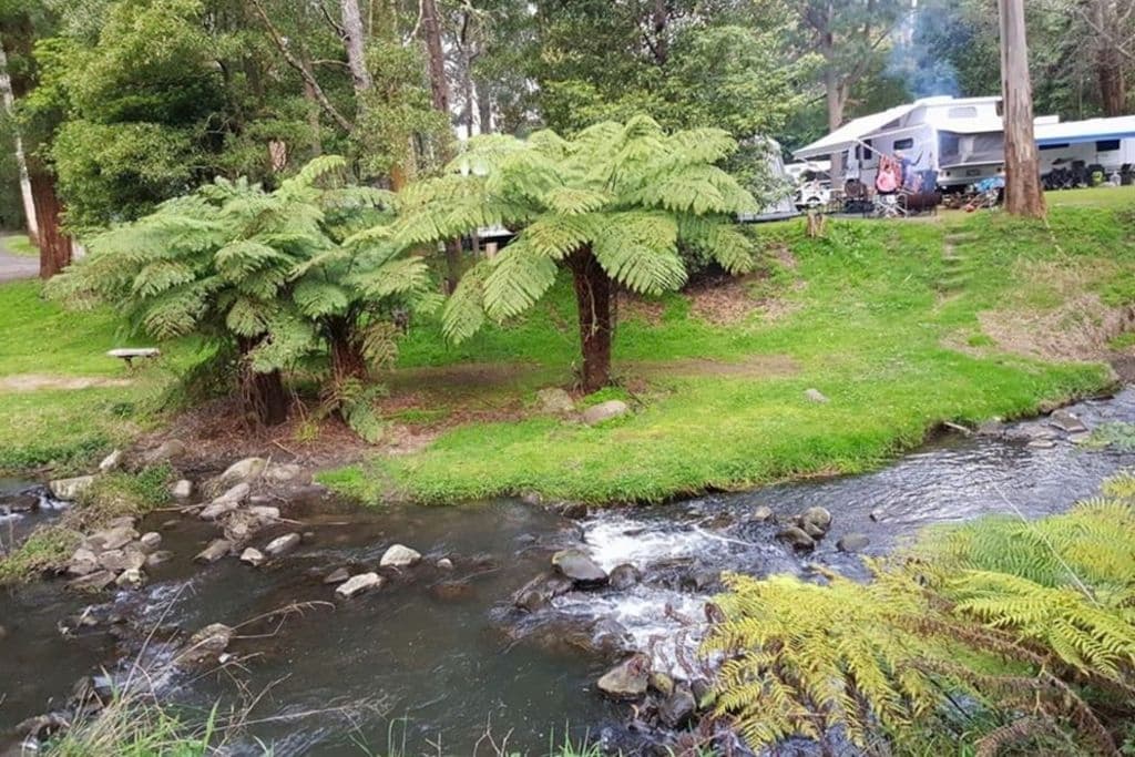 The river and rocks and fern trees on a corner river spot.