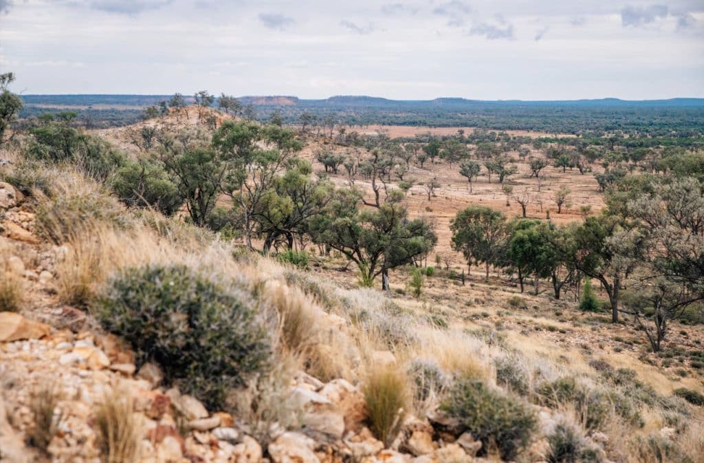 An outback plain with undulating land and trees.