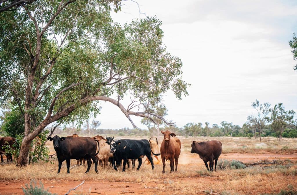 Some cattle grazing and looking at the camera.