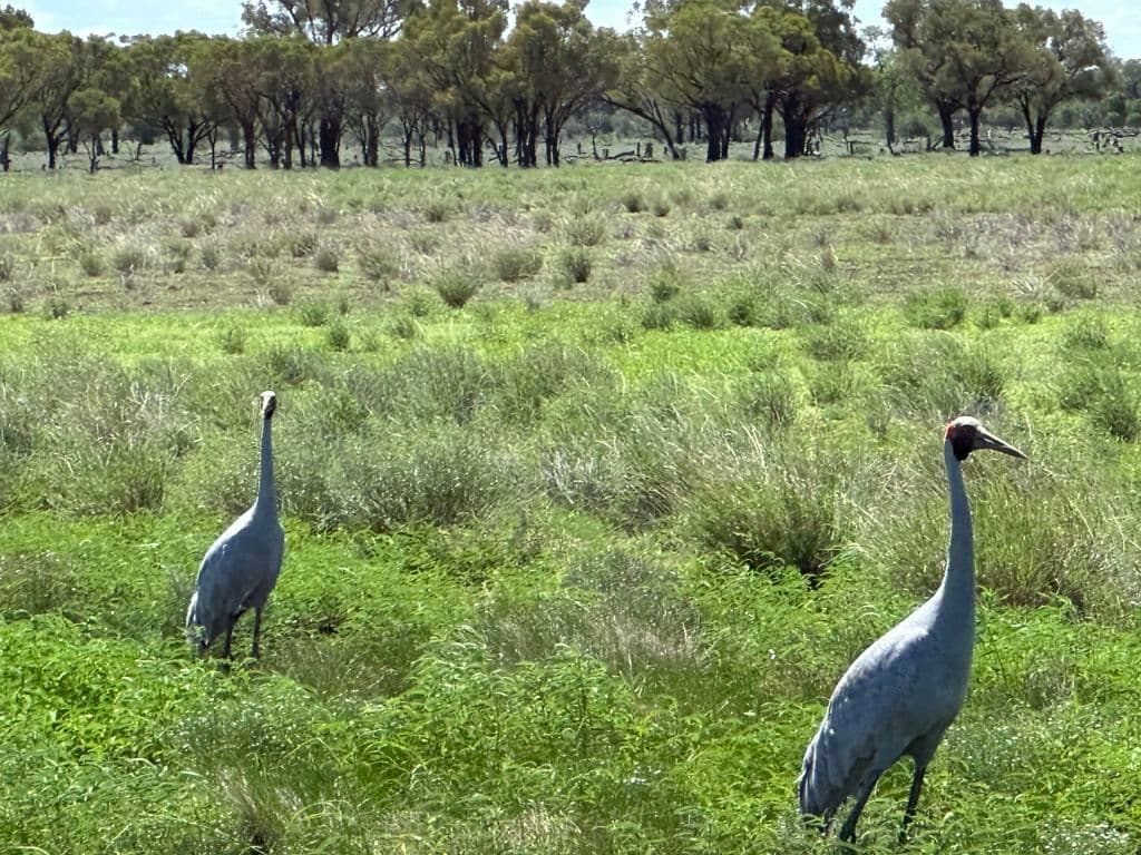 The region is famous for its birdlife thanks to its proximity to the Paroo River.