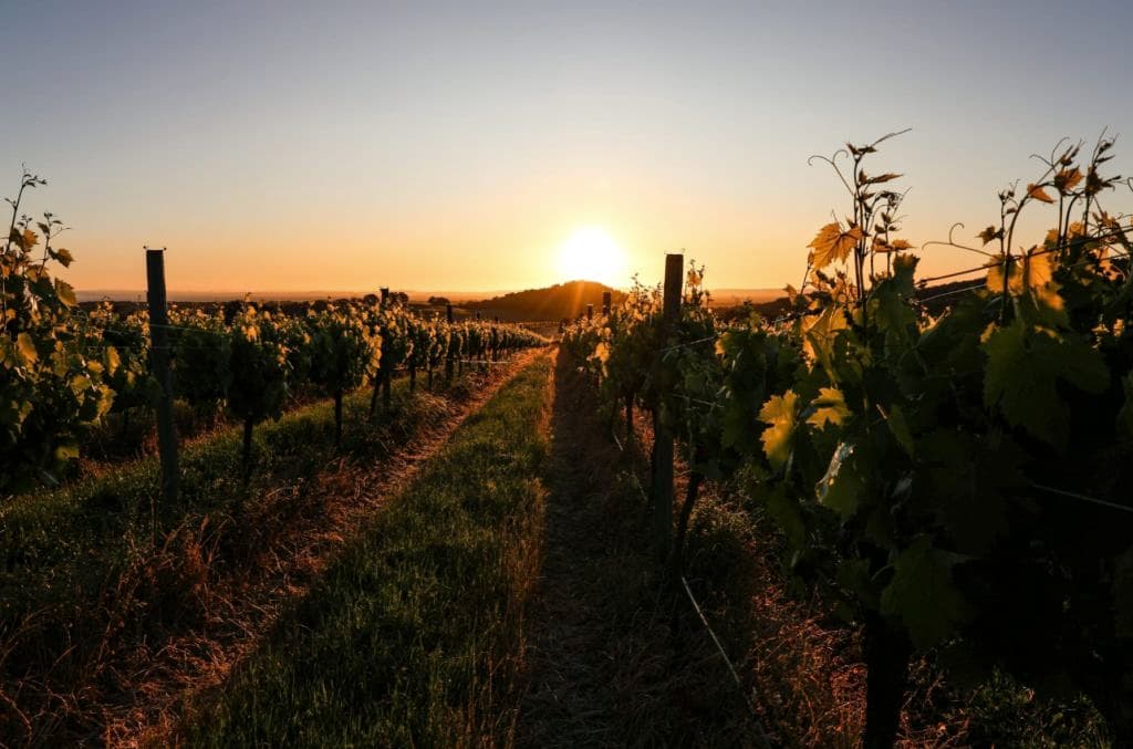 Rows of vineyards at sunset.