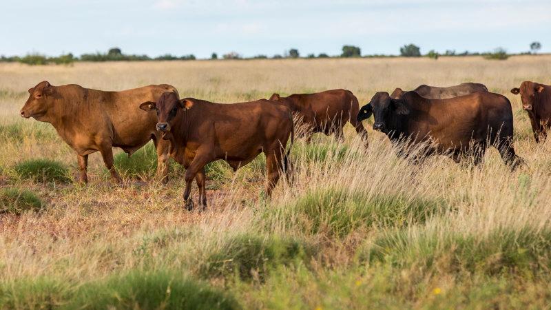 Chinese billionaire exits WA cattle station empire in $300m deal